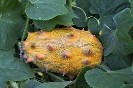 Kiwano (Horned Melon)